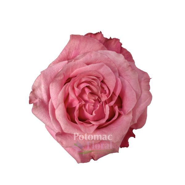 Art Deco Rose Mauve Pink, 50 cm Potomac Floral Wholesale